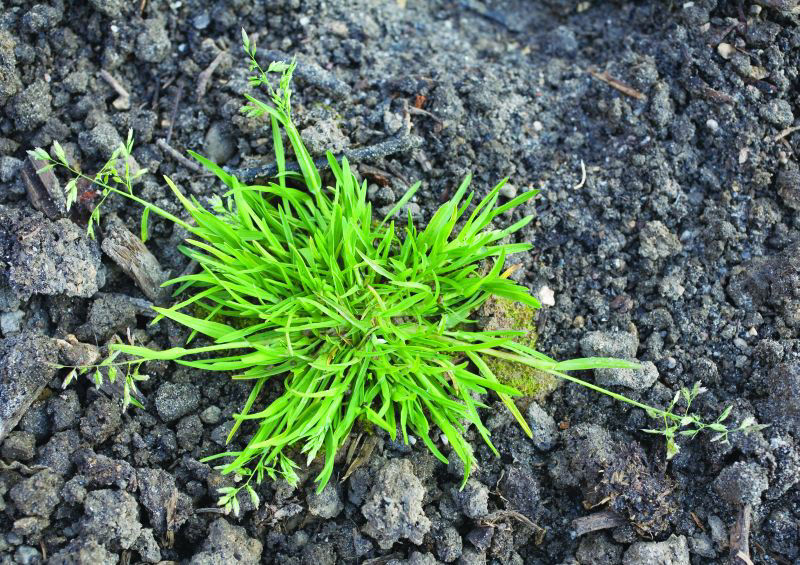 Annual Poa